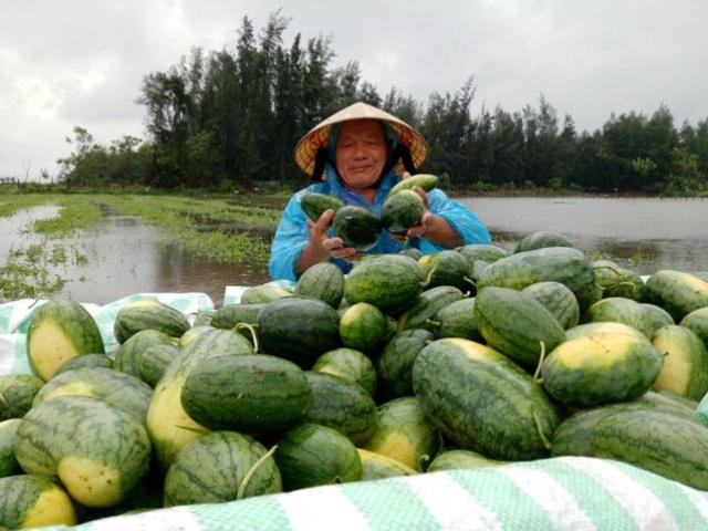 Thanh Hóa: Nông dân ứa nước mắt vớt dưa hấu về cho bò ăn Thanh Hóa: Nông dân ứa nước mắt vớt dưa hấu về cho bò ăn