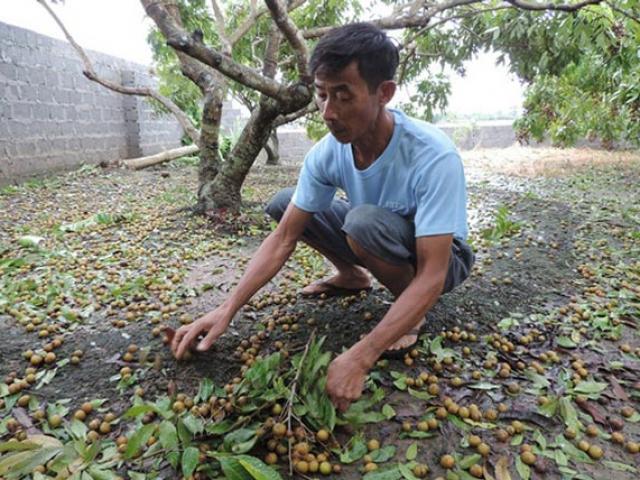 Sắp thu "núi tiền" thì bão, nông dân vùng nhãn Hưng Yên lo ngay ngáy Sắp thu "núi tiền" thì bão, nông dân vùng nhãn Hưng Yên lo ngay ngáy