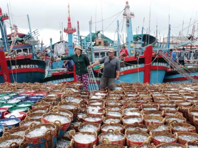 Ngư dân Ninh Thuận "hốt" cả chục triệu sau một đêm nhờ cá Nam muộn Ngư dân Ninh Thuận "hốt" cả chục triệu sau một đêm nhờ cá Nam muộn