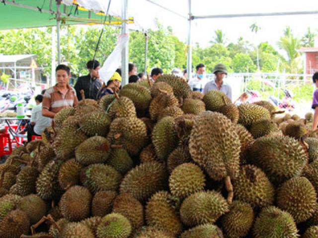 Tư thương Trung Quốc mua gom tới tấp hạt sầu riêng để làm gì? Tư thương Trung Quốc mua gom tới tấp hạt sầu riêng để làm gì?