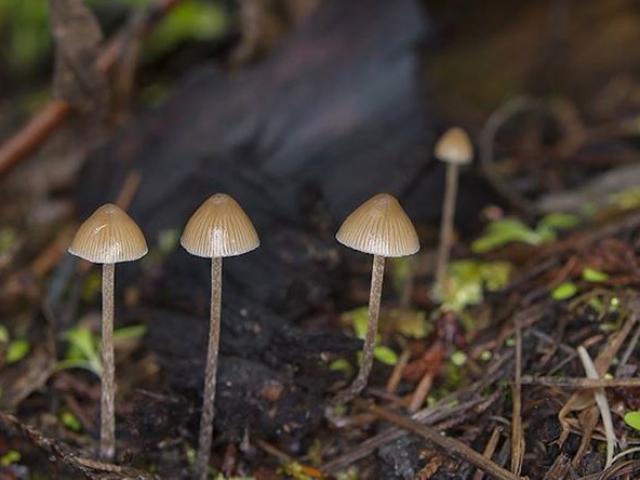 Nấm ma thuật - Loại ma tuý cực độc đã xuất hiện ở Việt Nam