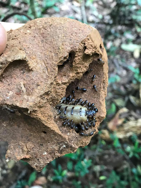 Mối chúa, mắm dơi, nghe hết hồn không dành cho người yếu bóng vía - 1