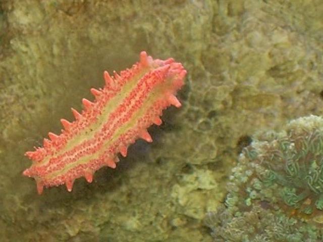 Chữa bệnh khó nói của nam giới bằng hải sâm