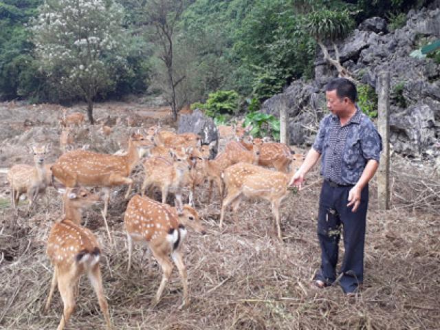 Trang trại nơi “thâm sơn cùng cốc” nhìn đâu cũng ra con đặc sản Trang trại nơi “thâm sơn cùng cốc” nhìn đâu cũng ra con đặc sản