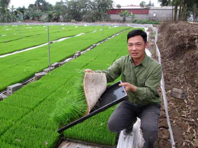 Người bỏ ruộng, người đi thuê lại 120 mẫu đất cấy lúa, gặt tiền tỷ Người bỏ ruộng, người đi thuê lại 120 mẫu đất cấy lúa, gặt tiền tỷ