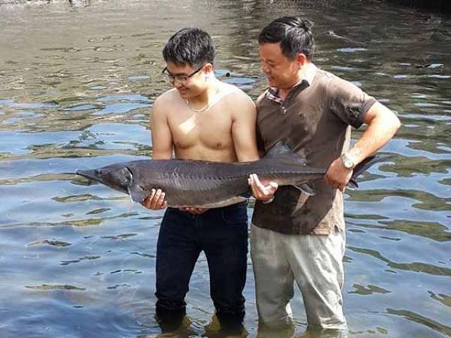 Bỏ nghề xây dựng, chuyển sang nuôi cá khổng lồ kiếm chục tỷ/năm Bỏ nghề xây dựng, chuyển sang nuôi cá khổng lồ kiếm chục tỷ/năm