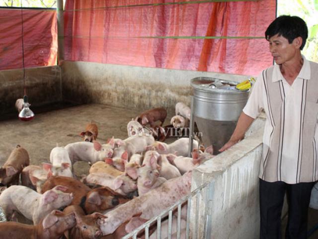Giá heo hơi hôm nay 22/9: Giá lợn hơi liên tục tăng, sắp đắt nhất thế giới Giá heo hơi hôm nay 22/9: Giá lợn hơi liên tục tăng, sắp đắt nhất thế giới