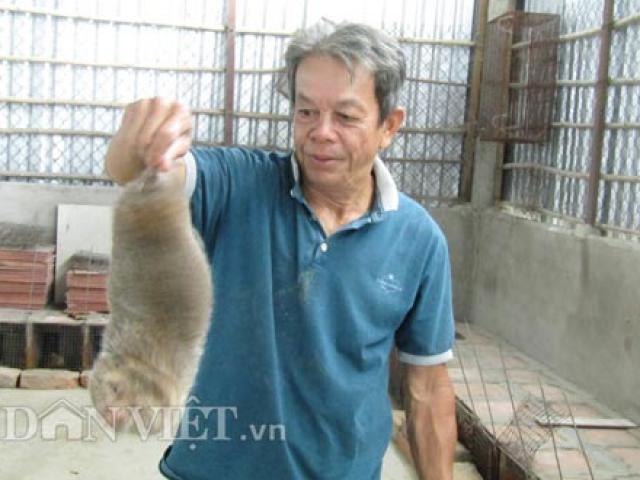 Nuôi "chuột rừng", giỏi đào hang, cho ăn tre già, có 20 triệu/tháng Nuôi "chuột rừng", giỏi đào hang, cho ăn tre già, có 20 triệu/tháng