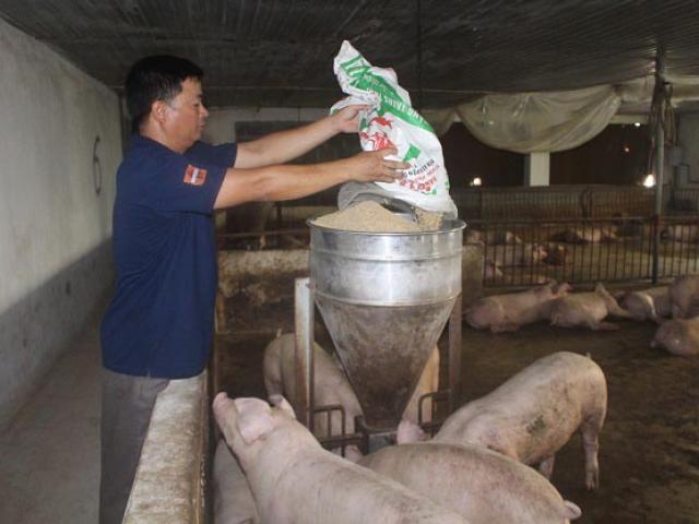 Giá heo hơi hôm nay 23/9: Tăng 200%, người nuôi thấp thỏm lo âu trước giá lợn hơi Giá heo hơi hôm nay 23/9: Tăng 200%, người nuôi thấp thỏm lo âu trước giá lợn hơi