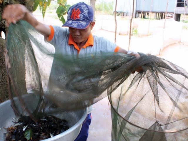 An Giang: Mùa nước nổi nhộn nhịp bắt cá tôm, hái bông điên điển An Giang: Mùa nước nổi nhộn nhịp bắt cá tôm, hái bông điên điển