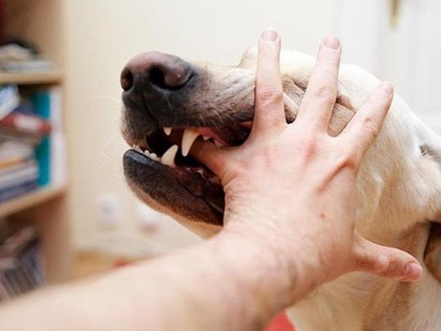 Bé trai 4 tuổi bị chó nhà cắn trọng thương