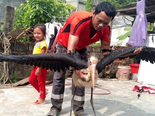 Chim khổng lồ cực hiếm đã có nơi ở mới