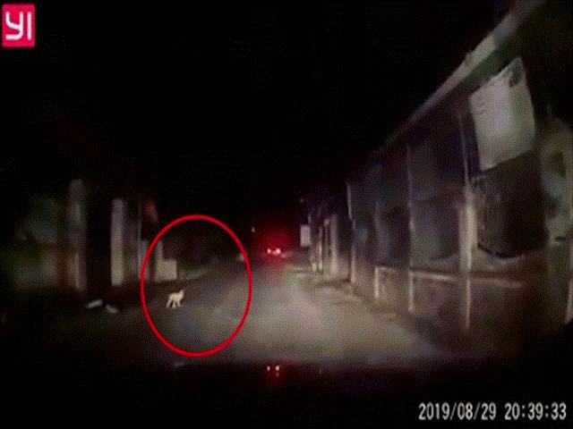Video: Hoảng hồn cảnh trẻ nhỏ bò giữa đường trong đêm khuya