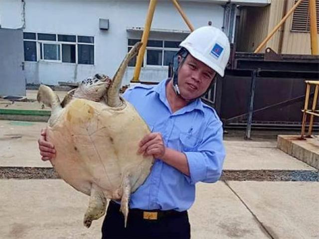 Rùa quý hiếm "đi lạc" vào hồ nhà máy nhiệt điện Vũng Áng