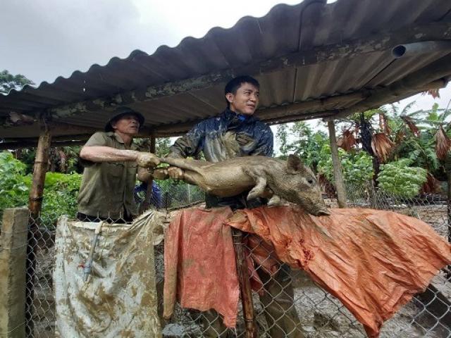 Nước bao vây tứ phía, dân Hà Tĩnh “ôm” gà lợn chạy lũ