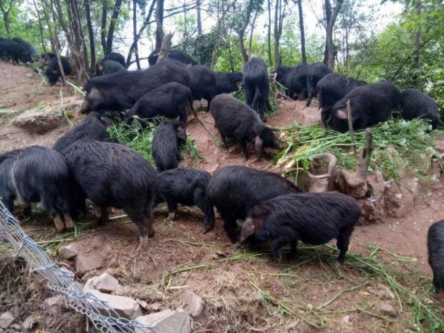 Giống lợn thơm có giá 6,5 triệu/kg, được người sành ăn ví như nhân sâm động vật
