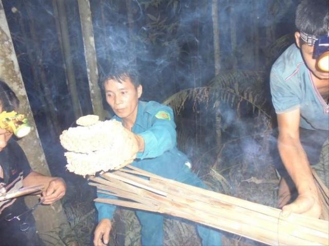 Săn loài ong kịch độc: Ăn lộc rừng vẫn phải cầm chừng