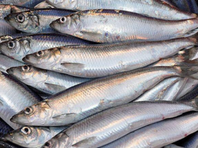 Thực hư loài cá rẻ mà “bổ hơn nhân sâm“ Việt Nam có đầy chợ ăn đều sẽ sống khỏe thọ lâu?