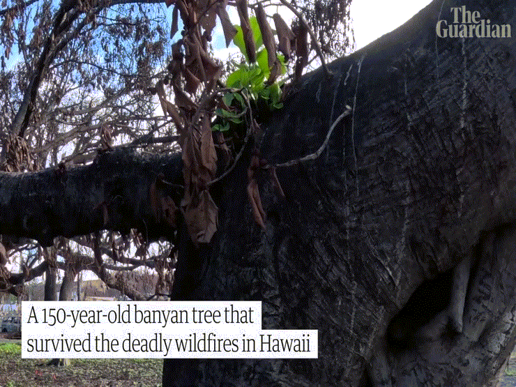 VIDEO: Lặng người ngắm cây đa 150 tuổi ở Hawaii hồi sinh kỳ diệu sau vụ cháy rừng kinh hoàng