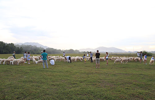 Đồng Cừu Suối Nghệ - Bà Rịa- Nơi check-in mới gần Sài Gòn