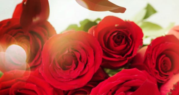7 lợi ích sức khỏe và sắc đẹp từ hoa hồng - 4