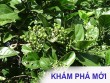 Mẹo đơn giản giúp ngủ sâu, sáng dậy khỏe khoắn chỉ với nắm lá cây này