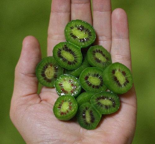 qua-kiwi-co-gi-dac-biet-ma-moi-kg-co-gia-ban-hang-trieu-dong