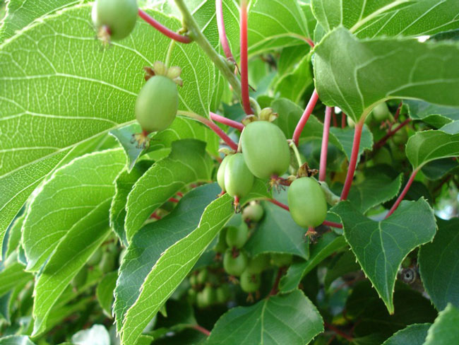 qua-kiwi-co-gi-dac-biet-ma-moi-kg-co-gia-ban-hang-trieu-dong