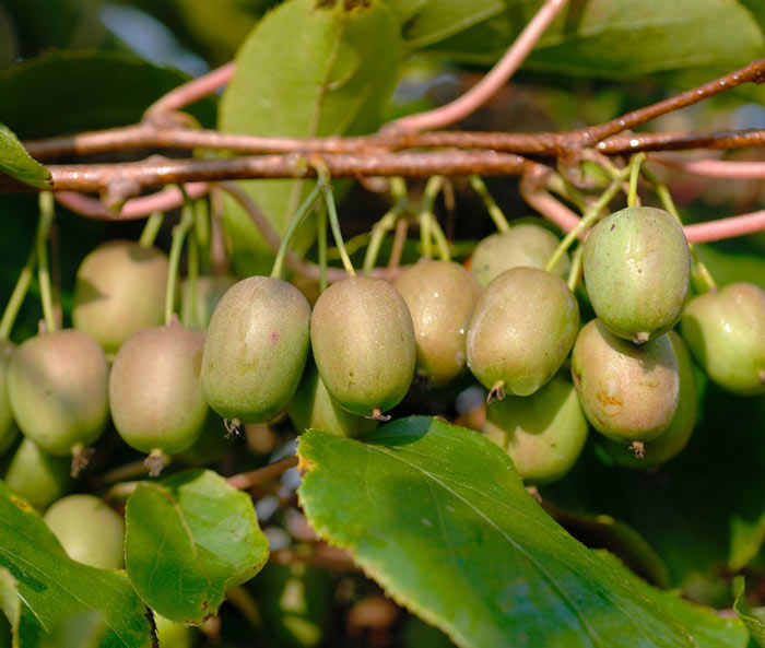 qua-kiwi-co-gi-dac-biet-ma-moi-kg-co-gia-ban-hang-trieu-dong