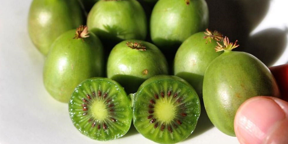 qua-kiwi-co-gi-dac-biet-ma-moi-kg-co-gia-ban-hang-trieu-dong