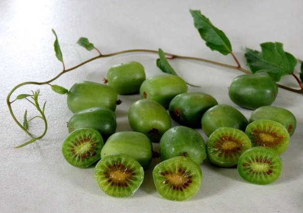 qua-kiwi-co-gi-dac-biet-ma-moi-kg-co-gia-ban-hang-trieu-dong