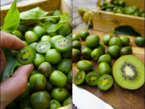 qua-kiwi-co-gi-dac-biet-ma-moi-kg-co-gia-ban-hang-trieu-dong