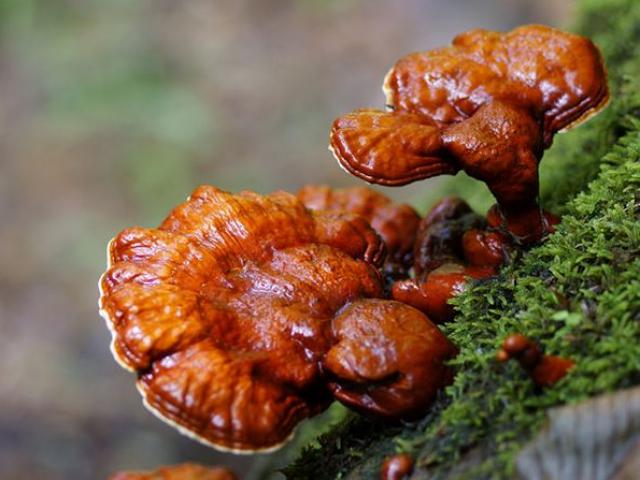 Dùng theo cách này, nấm linh chi thành 'độc dược'