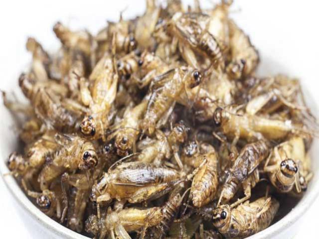 Loại côn trùng là siêu thực phẩm giàu dinh dưỡng