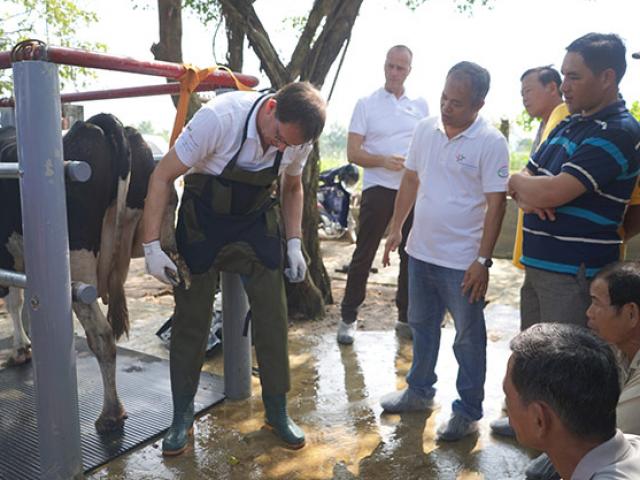 Nông dân Việt Nam và nông dân Hà Lan giao lưu, tập huấn kỹ thuật chăn nuôi bò sữa Nông dân Việt Nam và nông dân Hà Lan giao lưu, tập huấn kỹ thuật chăn nuôi bò sữa