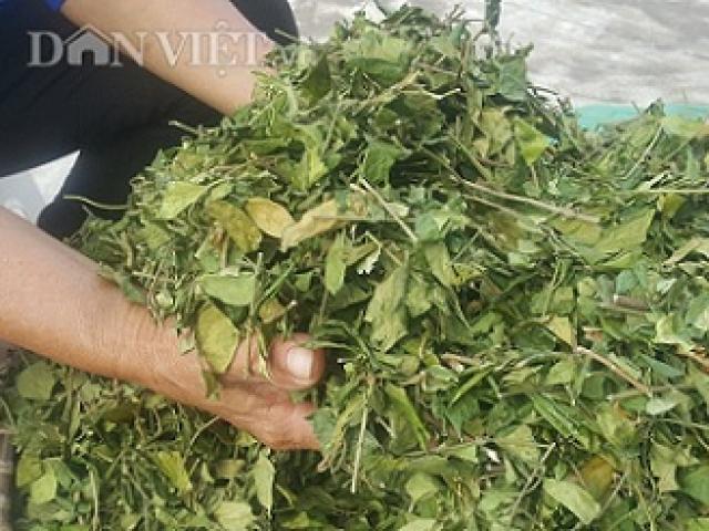 Nam Định: Trồng cây dây muôi trị tiểu đường, 1 sào lãi gần 20 triệu Nam Định: Trồng cây dây muôi trị tiểu đường, 1 sào lãi gần 20 triệu