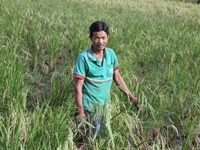 Bí ẩn thương lái mua bông lúa non, mua cả... gốc rạ để làm thuốc! Bí ẩn thương lái mua bông lúa non, mua cả... gốc rạ để làm thuốc!