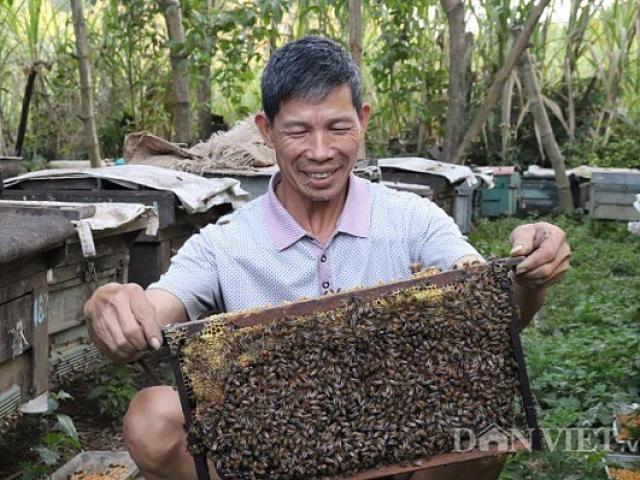 "Bỏ túi" 300 triệu/năm nhờ nuôi con đốt đau điếng, làm mật ngon "Bỏ túi" 300 triệu/năm nhờ nuôi con đốt đau điếng, làm mật ngon