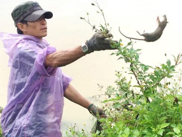 Cận cảnh: Nông dân xứ Quảng bắt chuột như làm xiếc, mỗi ngày thu cả tạ chuột Cận cảnh: Nông dân xứ Quảng bắt chuột như làm xiếc, mỗi ngày thu cả tạ chuột