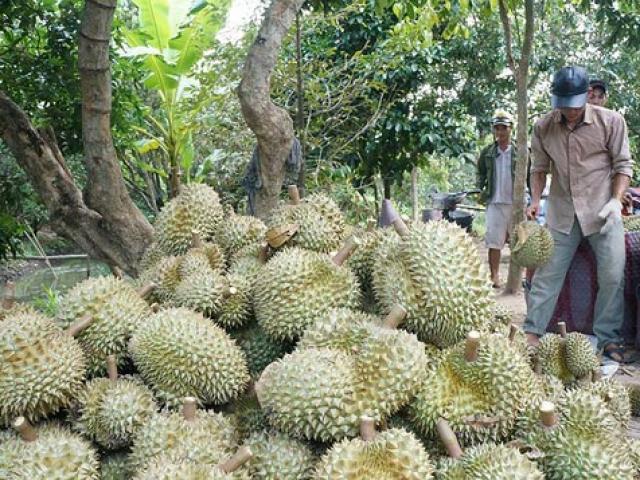 Sầu riêng miền Tây tăng giá gấp đôi Sầu riêng miền Tây tăng giá gấp đôi
