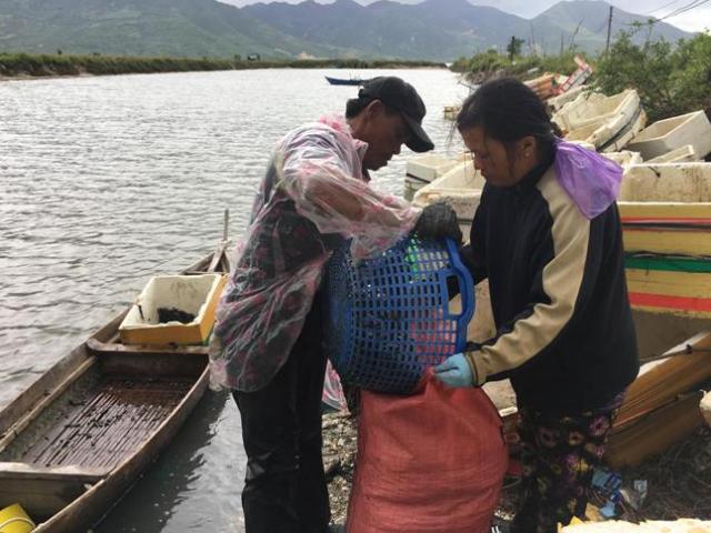 Sau mưa bão, ngư dân hối hả săn “lộc biển”, kiếm cả triệu bạc Sau mưa bão, ngư dân hối hả săn “lộc biển”, kiếm cả triệu bạc