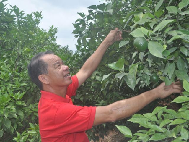 Chỉ trồng cam Canh, mỗi năm mua một ô tô ngon ơ Chỉ trồng cam Canh, mỗi năm mua một ô tô ngon ơ