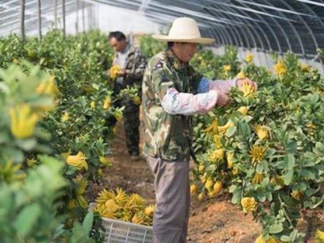 Kiếm hàng chục tỷ/năm nhờ trồng quả người Việt Nam hay mua để cúng bái Kiếm hàng chục tỷ/năm nhờ trồng quả người Việt Nam hay mua để cúng bái