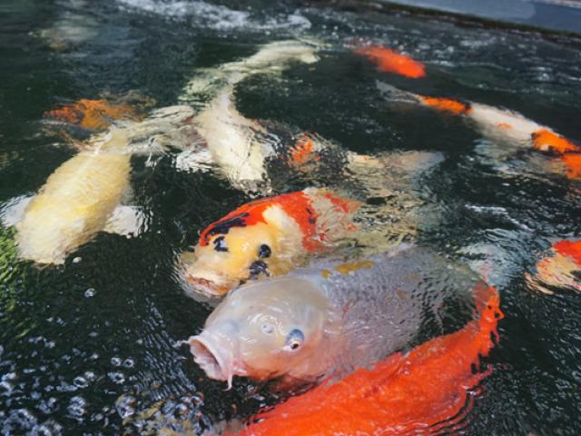 Ngắm hồ cá Koi tiền tỷ của dân chơi phố Núi Ngắm hồ cá Koi tiền tỷ của dân chơi phố Núi