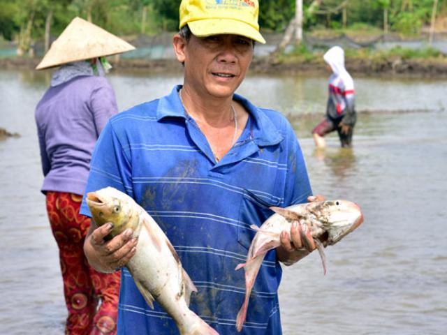 Kiên Giang: Thả cá ăn gốc rạ, trứng ốc ruộng, nhà nông trúng đậm Kiên Giang: Thả cá ăn gốc rạ, trứng ốc ruộng, nhà nông trúng đậm