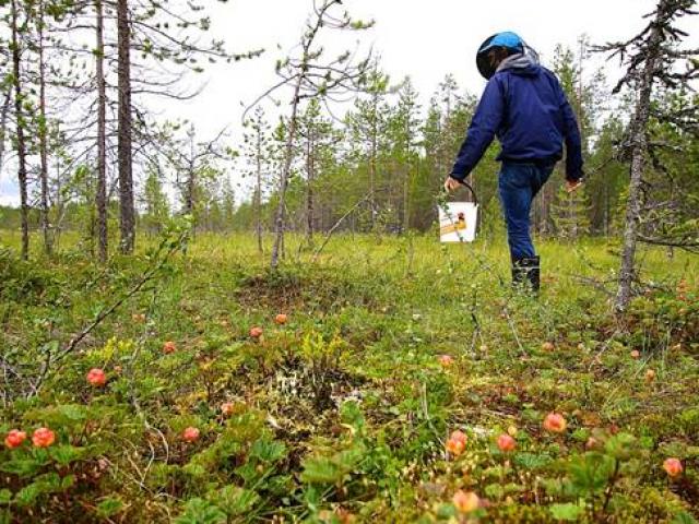 Thứ quả mọc dại bé bằng đốt tay nhưng "quý như vàng"... giá  500.000 đồng/kg