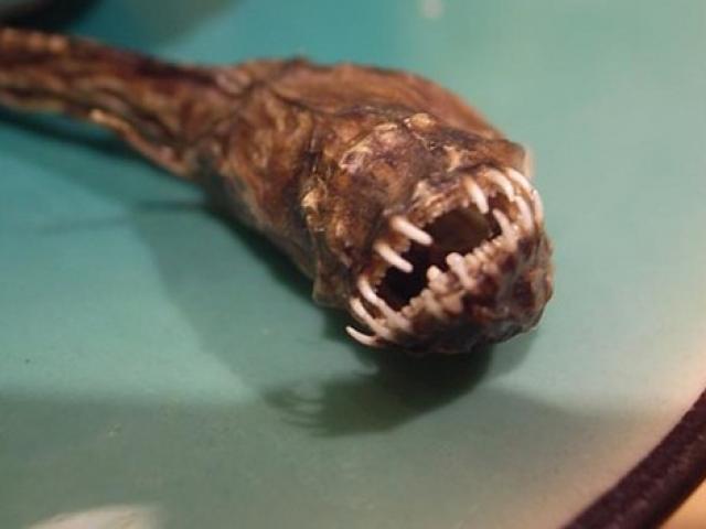 Cá "ngoài hành tinh" nhe răng nhọn hoắt, làm đồ nhậu tuyệt ngon giá 360.000 đồng/kg