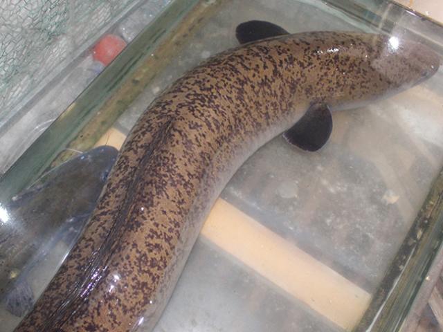 Ngư dân bắt được cá "khủng" trên sông Lam