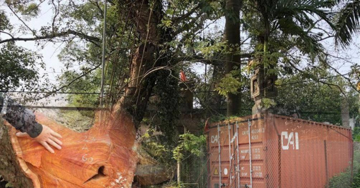 Hạ giá hơn chục tỷ, lô gỗ sưa trăm tỷ ở Hà Nội vẫn "ế khách"