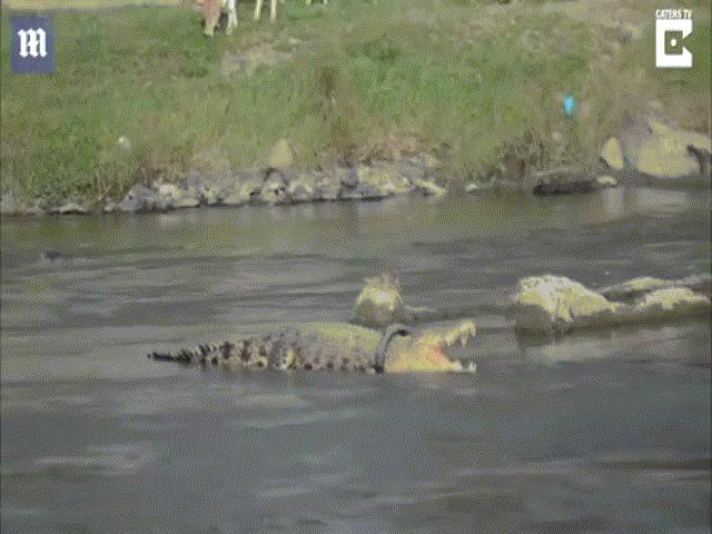 Video: Cá sấu khổng lồ dài 4m bị lốp xe quấn quanh cổ suốt 3 năm